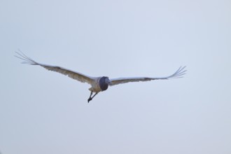 A large stork flies with outstretched wings in the clear sky, Jabiru (Jabiru mycteria), Pantanal,