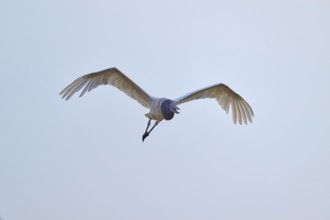 A stork flies directly towards the camera while spreading its wings, Jabiru (Jabiru mycteria),