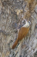 Bird with brown and white plumage climbing on a tree bark, Southern White-bellied Woodcreeper