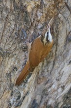 Bird with brown and white plumage on a tree bark, Southern White-bellied Woodcreeper