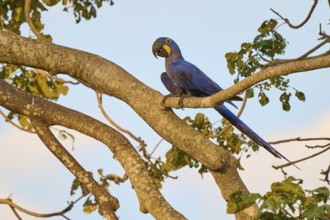 A blue parrot sitting on a branch under a clear sky in a natural environment, Hyacinth Macaw
