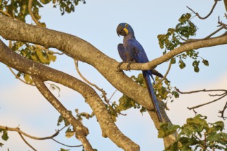 A blue parrot sits on a branch, the sky shows delicate twilight colours, Hyacinth Macaw