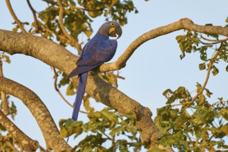 A blue parrot is illuminated by warm sunlight, surrounded by leaves, Hyacinth Macaw (Anodorhynchus
