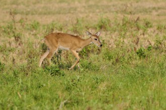A deer walks across a green meadow on a sunny day, Grand Mazama or Rotmazama (Mazama americana),