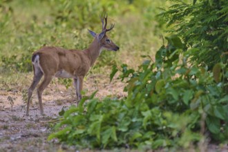 A young deer with horns stands at the edge of the forest, Grand Mazama or Rotmazama (Mazama