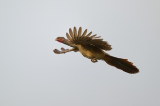 Bird with outspread wings flying in the sky, brown feathers and red head, Chacochachalaca (Ortalis