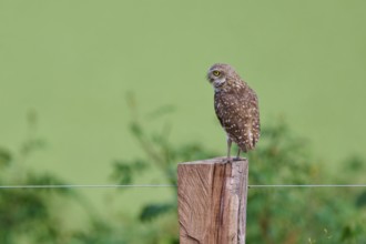 An owl sits on a fence post in front of a green, blurred backdrop, Burrowing Owl (Athene