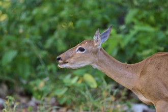 Close-up of a deer against a green background in the forest, Grand Mazama or Red Mazama (Mazama