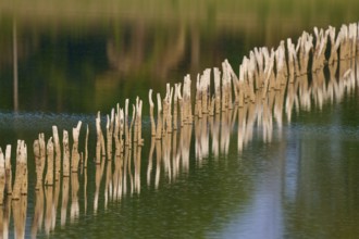 Wooden posts are reflected in calm water and create a peaceful natural scene, Fazenda Barranco