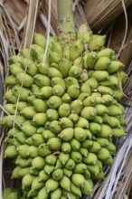 Dense clump of palm fruits on the perennial between dried palm leaves, Fazenda Barranco Alto,