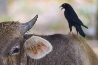 A bird sits on the back of a brown cow in a natural environment, cattle, giant cowbird (Molothrus