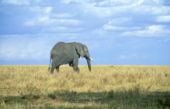 Elephant (Loxodonta africana), Serengeti, Tanzania, Africa, June 2000, vintage, retro, old,