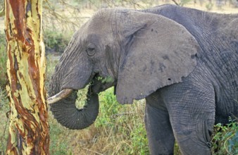 Elephant (Loxodonta africana) eating tree bark, Serengeti, Tanzania, Africa, June 2000, vintage,