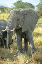 Elephant (Loxodonta africana), Serengeti, Tanzania, Africa, June 2000, vintage, retro, old,