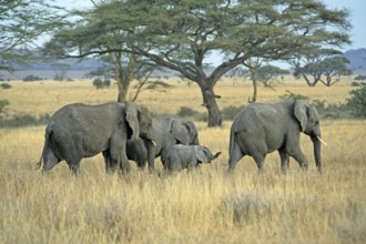 Elephants with young (Loxodonta africana), Serengeti, Tanzania, Africa, June 2000, vintage, retro,