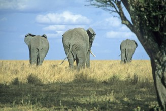 Elephants (Loxodonta africana), Serengeti, Tanzania, Africa, June 2000, vintage, retro, old,