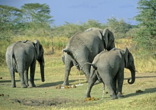 Elephants (Loxodonta africana) urinating, Serengeti, Tanzania, Africa, June 2000, vintage, retro,