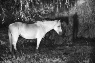 White mare under a willow (Salix) on a moor, black and white, Othenstorf, Mecklenburg-Vorpommern,