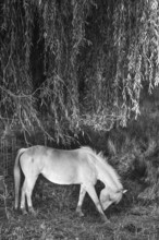 Horse, grey under a willow tree (Salix), black and white, Othenstorf, Mecklenburg-Vorpommern,
