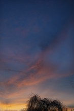 Tree silhouette in evening sky, Eckental, Middle Franconia, Bavaria, Germany