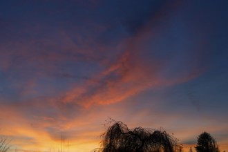 Tree silhouette in evening sky, Eckental, Middle Franconia, Bavaria, Germany