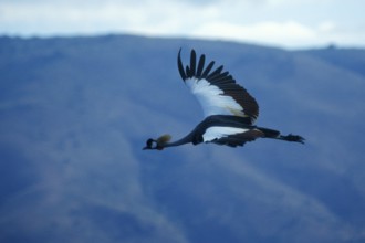 Crowned Crane (Balearica Pavonina) in flight, Ngorongoro Crater, Tanzania, Africa, June 2000,