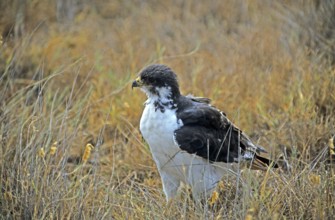 Eagle, Ngorongoro crater, Tanzania, Africa, June 2000, vintage, retro, old, historic