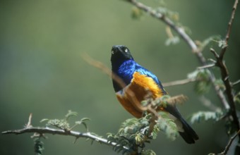 Tricoloured Glossy Starling (Lamprotornis superbus), Serengeti, Tanzania, Africa, June 2000,