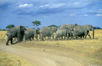 Herd of elephants (Loxodonta africana), Serengeti, Tanzania, Africa, June 2000, vintage, retro,
