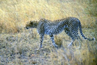 Cheetah (Acinonyx jubatus), Serengeti, Tanzania, Africa, June 2000, vintage, retro, old, historical