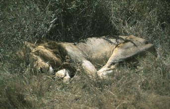 Sleeping lion (Panthera leo), Serengeti, Tanzania, Africa, June 2000, vintage, retro, old,