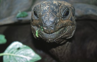 Giant tortoise on Chapwani Island near Zanzibar, Tanzania, Africa, June 2000, vintage, retro, old,