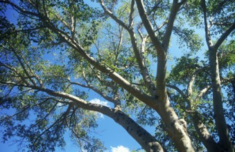 Sycamore (Ficus sycomorus) in Zimbabwe, Africa, June 2000, vintage, retro, old, historic