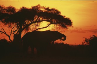 Elephant at sunrise in Amboseli National Park, orange filter, Kenya, Africa, June 2000, vintage,