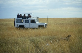 Safari participants watch cheetah, Serengeti, Tanzania, Africa, June 2000, vintage, retro, old,