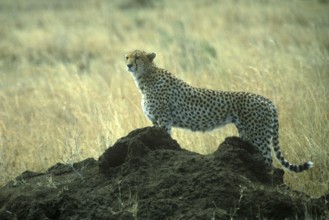 Cheetah (Acinonyx jubatus) in the Serengeti, Tanzania, Africa, June 2000, vintage, retro, old,