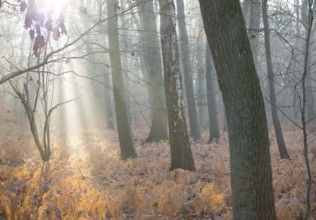 Sunlight in foggy forest, dead, yellow fern fronds, bright, autumnal, autumn leaves, morning light,