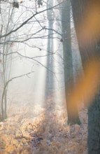 Sunlight in a misty forest, dead, yellow fern fronds, autumnal, bright, autumn leaves, morning