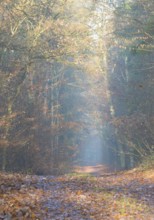 Autumn forest trail through mixed forest, warm colors and soft light, yellow, orange, haze, morning