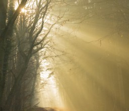 A foggy forest in yellow tones, warm sunrays, light, warmth, autumnal atmosphere, path, flooded