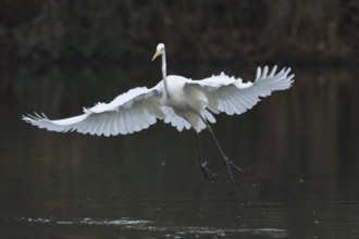 Great White Egret (Ardea alba) flying just above a body of water with outstretched wings, Hesse,