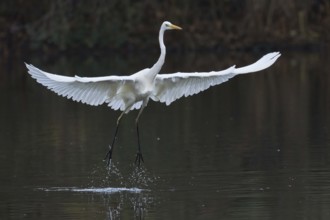 Great White Egret (Ardea alba) taking off from the water with large, outstretched wings, Hesse,