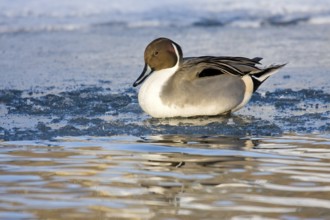 Pintail (Anas acuta) on a frozen body of water in a wintry atmosphere, Hesse, Germany