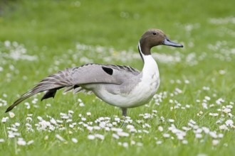 Pintail duck (Anas acuta) on a green meadow with daisies in spring, Hesse, Germany