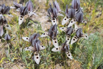 Purple and cream-coloured flowers with detailed petals in a summer meadow landscape, Iris (Iris