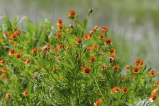 Vivid orange flowers bloom amidst green leaves in a meadowSummer Adonis aestivalis, also known as