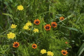 Vibrant yellow and orange flowers with lush green foliage in a spring meadow, cat's ear