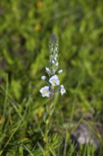Close-up of a plant with delicate white flowers on a green meadow, gentian speedwell (Veronica