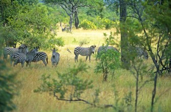 Zebras in Mikumi National Park, Tanzania, Africa, June 2000, vintage, retro, old, historic