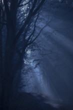 A dark forest in shades of blue with shadows and a mysterious, mystical atmosphere, fog, weak